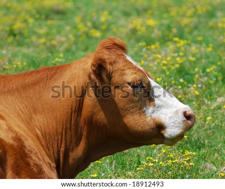 A Cow side on