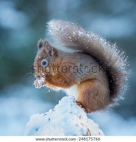 A Red Squirrel gathering food to survive the Winter