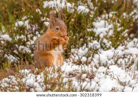 Red squirrel gathering food in Winter