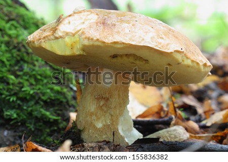 close up of very delicious mushroom in autumn forest after hot and humid weather (Boletus edulis)