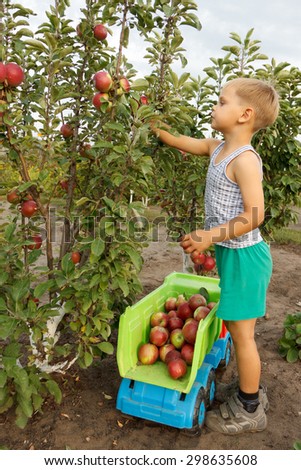 Kid collects apples and folds into a truck.
