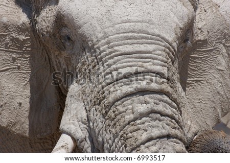 Elephant face covered by white lime