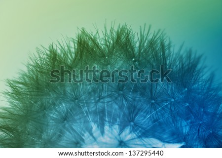 Dandelion seeds in blue and green