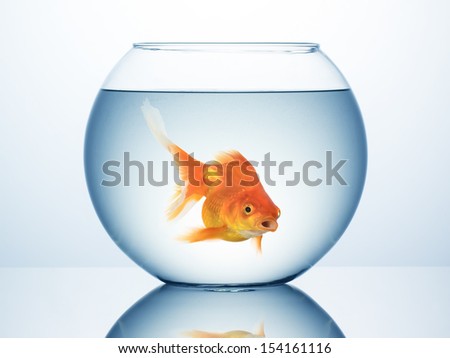 Fish Bowl With Swimming Gold Fish