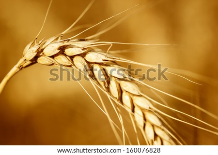 Close up view of wheat ears on the field