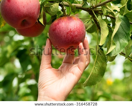 Woman hand picking a red ripe apple
