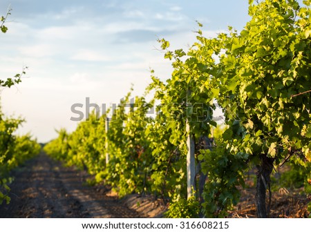 Grapes leaves in a sunny vineyard