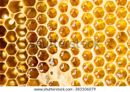 Sweet fresh honey in honeycomb frame
