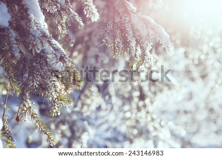 Snowy winter background with bright sunshine