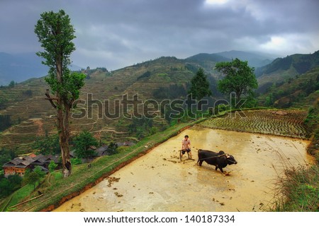 GUIZHOU PROVINCE, CHINA - APRIL 9: Spring field work on the paddy fields of Southwest China, April 9, 2010. Zhaoxing; Dong Village. Chinese farmer cultivates land plow, using the power of the buffalo.
