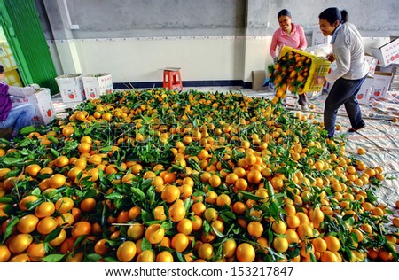 YANGSHUO, GUANGXI, CHINA - MARCH 31: Processing of Chinese oranges spring harvest, March 31, 2010. Chinese women unloaded oranges from a plastic box in a huge pile.