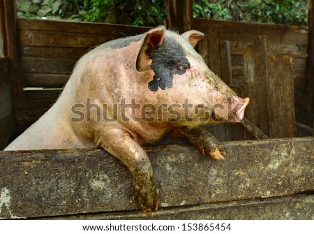 Swine in the paddock, stands on hinder legs. Hog in corral, stands on the their hind legs. Pig from the farm, close-up.