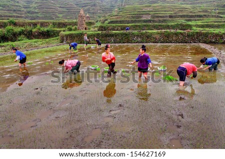 GUIZHOU, CHINA - APRIL 18: Spring field work in southwestern China, April 18, 2010. Chinese farmers are planting rice seedlings into soil. Women stand knee-deep in water in rice field, a peasant farm.