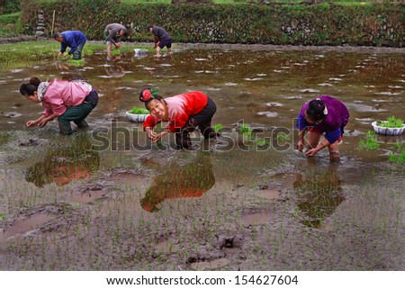 GUIZHOU, CHINA - APRIL 18: The peasant farm in southwestern China, the spring field work, planting rice the rice fields, April 18, 2010. Agriculture and crop production in mountainous areas of China.