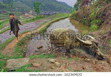 GUIZHOU PROVINCE, CHINA - APRIL 12: Chinese peasant farmer, tiller of leads water buffalo in the field, April 12, 2010. Asian agrarian farmer leads on rope water buffalo.
