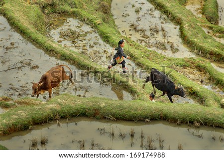GUIZHOU, CHINA - APRIL 10: Countryside southwestern China, teen girl 10 years old, herding cattle on the rice terraces in the highlands, April 10, 2010. Basha Village, Congjiang County.
