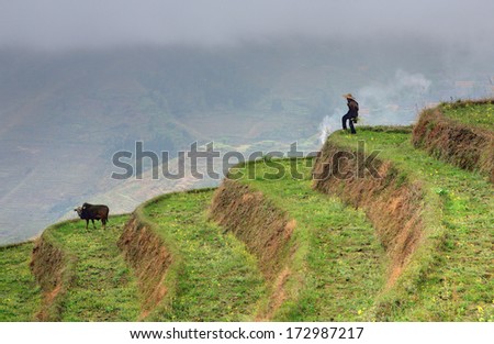 YAO VILLAGE DAZHAI, LONGSHENG, GUANGXI PROVINCE, CHINA - APRIL 3, 2010:  Rice terraces near Guilin, highlands, spring, an unidentified man shepherd, herding cows on the hillside.