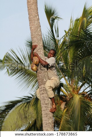 ZANZIBAR, TANZANIA - FEBRUARY 18, 2008: One unknown young African man, approximate age 25-30 years down from palm trees with coconut in hands.