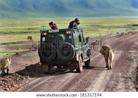 TANZANIA, NGORONGORO NATIONAL PARK - FEBRUARY 13, 2008: Tourists from utility vehicle, photographed wild lions in wildlife on jeep safari. Tourists photograph wild lions, looking out of hatch jeep.
