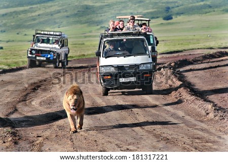 TANZANIA, NGORONGORO - FEBRUARY 13, 2008: Wild African lion walking along  road, chased by tourists in jeeps. European tourists watching  life of the wild animals of Africa Ngorongoro National Park.