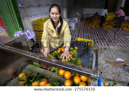Yangshuo, Guangxi, China - March 31, 2010: Chinese Girl running on a conveyor belt sorting and handling an of new harvest fresh oranges in the packing house.  Production of citrus in Asia.