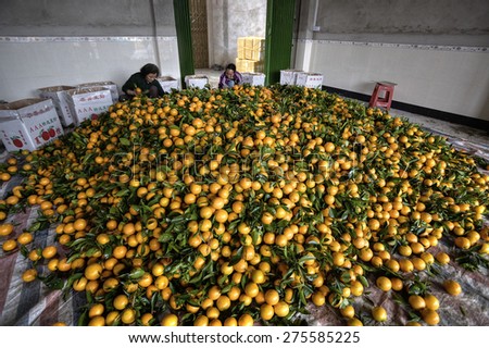 Yangshuo, Guangxi, China - March 31, 2010: Big pile of oranges in packing house, Chinese women sorted and processed citrus fruits, and pack them into boxes. Many  new harvest of oranges in high heap.