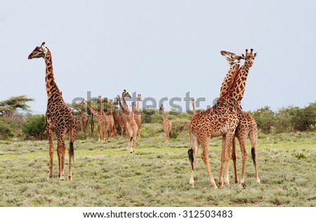 Herd giraffes in the African savannah on background bushes, Serengeti National Park, Tamzania.