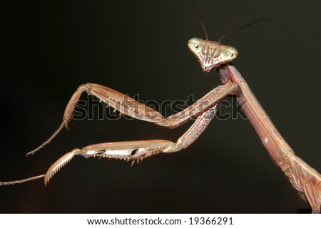 A Chinese Mantis (Tenodera aridifolia sinensis) with it's arms outstretched into the left of the frame