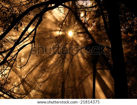 light through trees