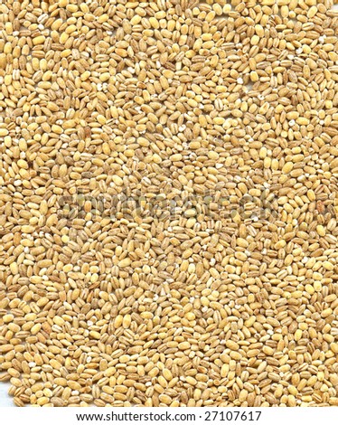Pearl barley background photographing close up