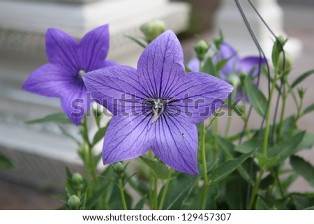 purple balloon flower