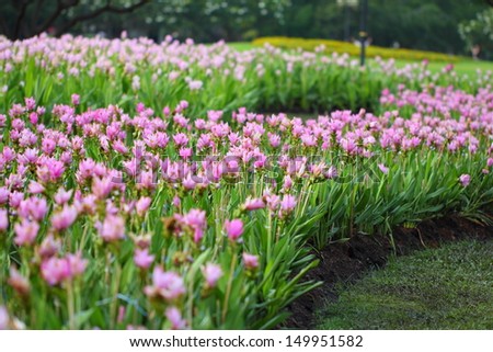 Field of Siam tulip flower or Curcuma alismatifolia