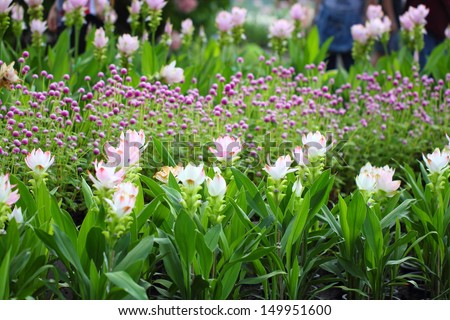 Field of Siam tulip flower or Curcuma alismatifolia