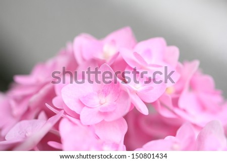 Beautiful Pink Hydrangea Flowers