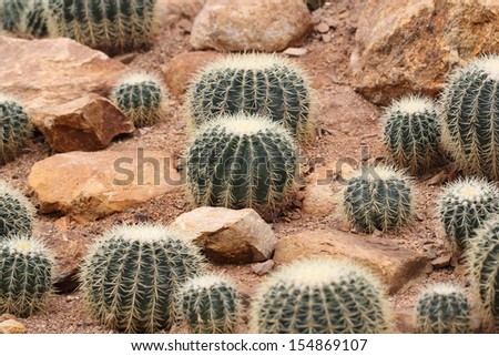 A desert garden of stunning cacti