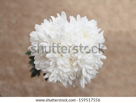 Group of White Chrysanthemum on Sand Background