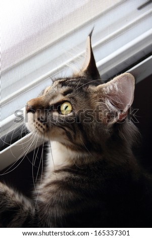 Maine Coon Cat on the window side