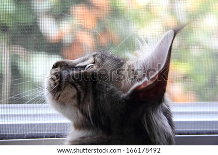 Maine Coon Cat on the window side