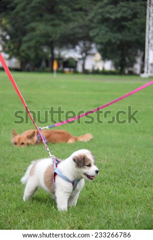 Thai Bang Kaew Puppy and Female Mutt on Green Lawn