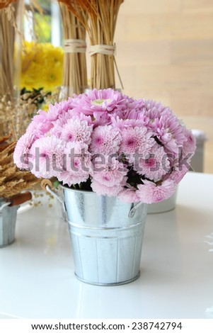 Pink Chrysanthemum Flower in Zinc Bucket Decorated in Greenhouse Cafe