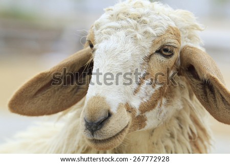 close up sheep face