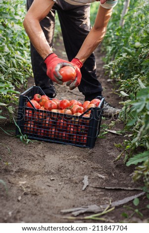 young male farmer picking up fresh tomatoes at plantation