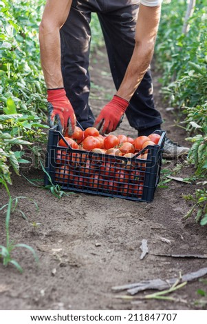 picking up fresh tomatoes