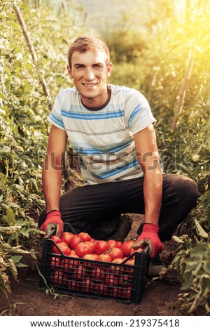 smiling harvesting helper picking up fresh tomatoes