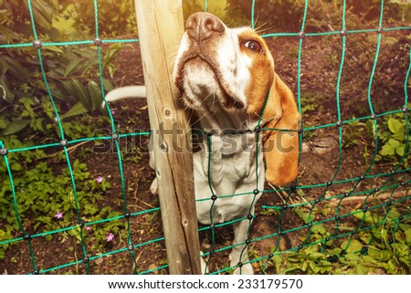 dog loooking up through fence net