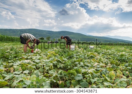 harvesting helpers picking up the cucumbers at open field plantation