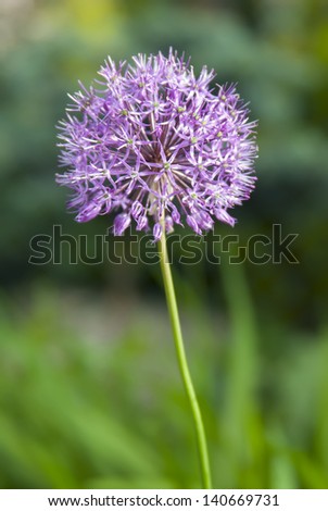 purple dandelion flower growing in the garden