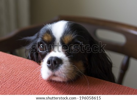 cute dog begging for food at the table
