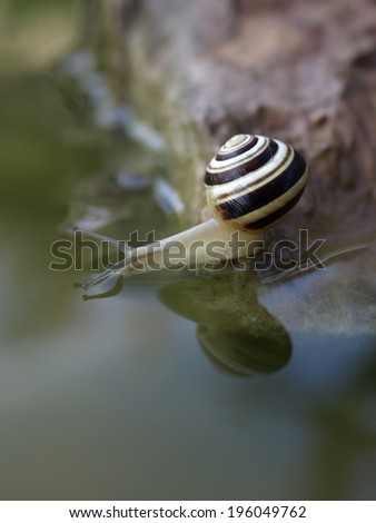 Drinking snail at the lakeside