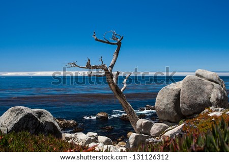 Pescadero Point at 17 Mile Drive. The area of Pescadero Point known as Ghost Tree derives its name from the white and gnarly local cypress trees in the area which call to mind ghosts or witches.